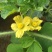 西瓜7月1日成熟