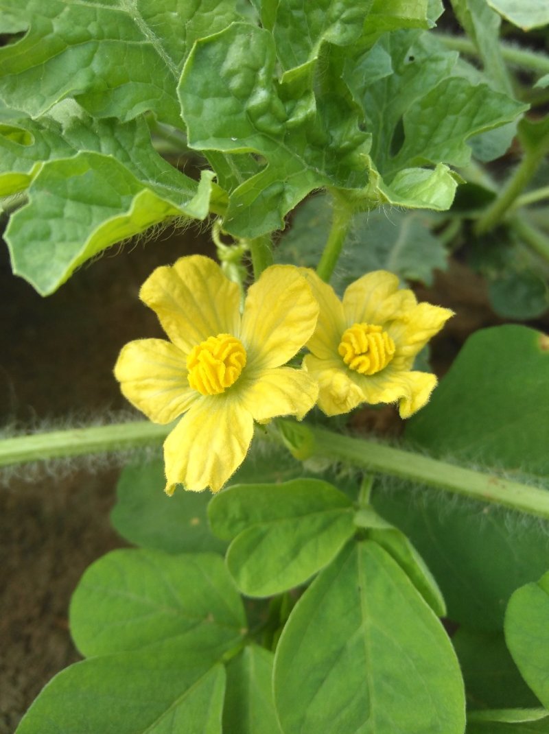 西瓜7月1日成熟