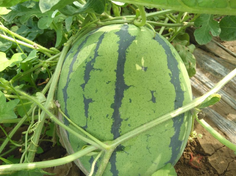 西瓜7月1日成熟