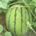 西瓜7月1日成熟