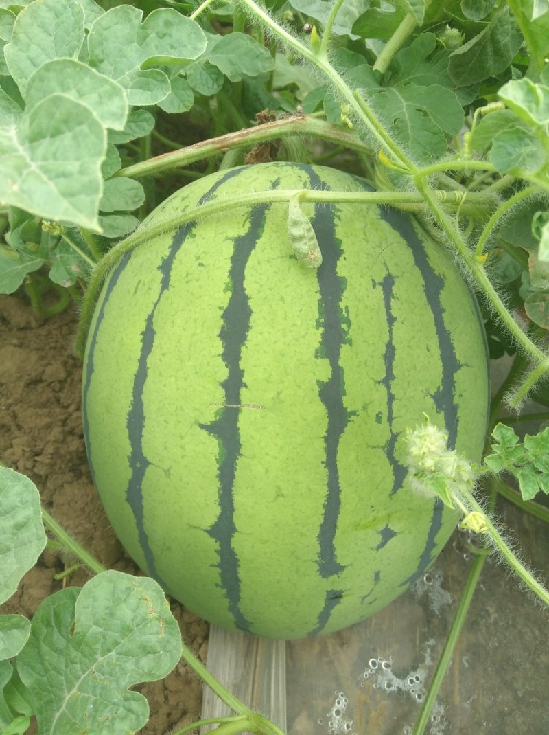 西瓜7月1日成熟