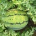 西瓜7月1日成熟