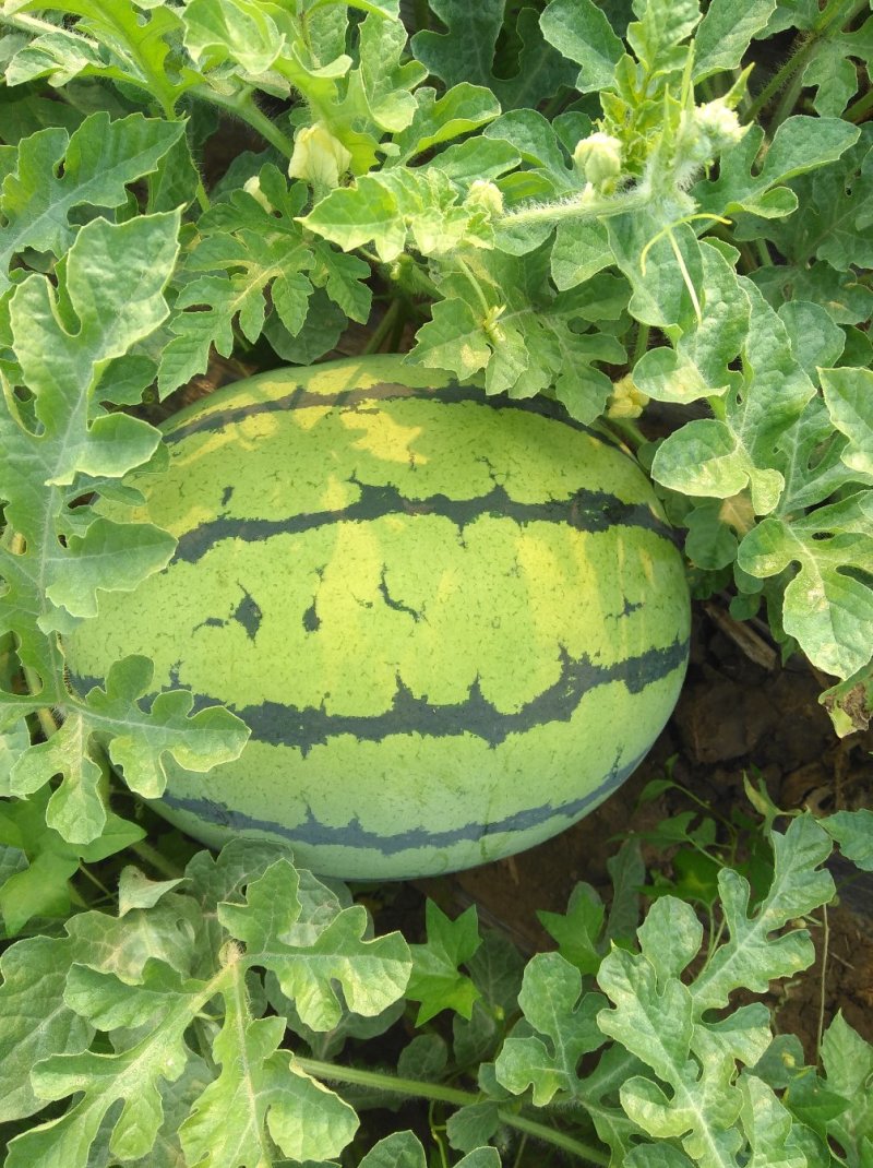 西瓜7月1日成熟