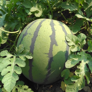 西瓜7月1日成熟