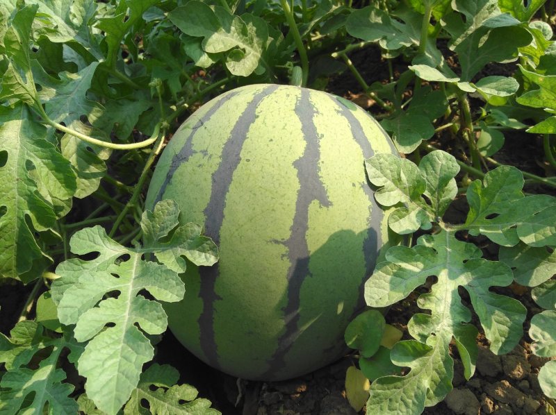 西瓜7月1日成熟