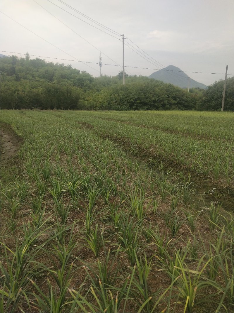 金边麦冬阔叶麦冬兰花三七草庭院种植