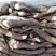 特级鸡枞菌