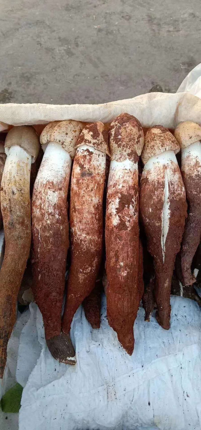 特级鸡枞菌