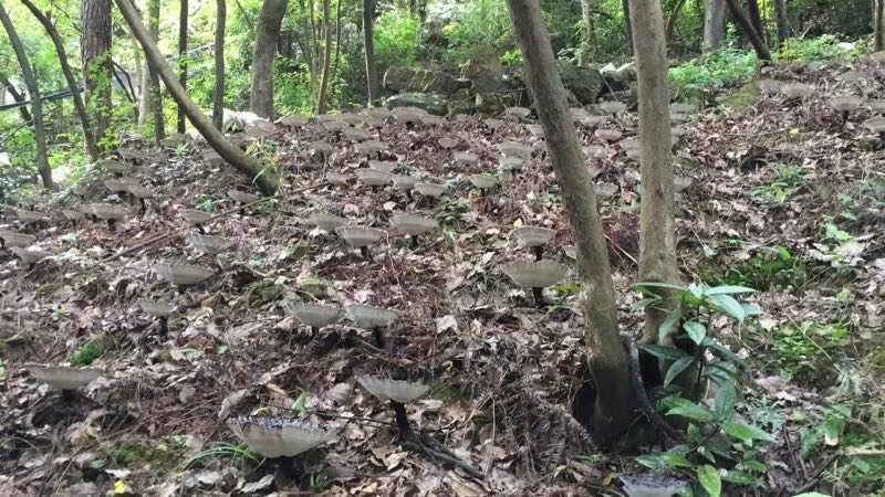 原生态森态林金边灵芝大量供应