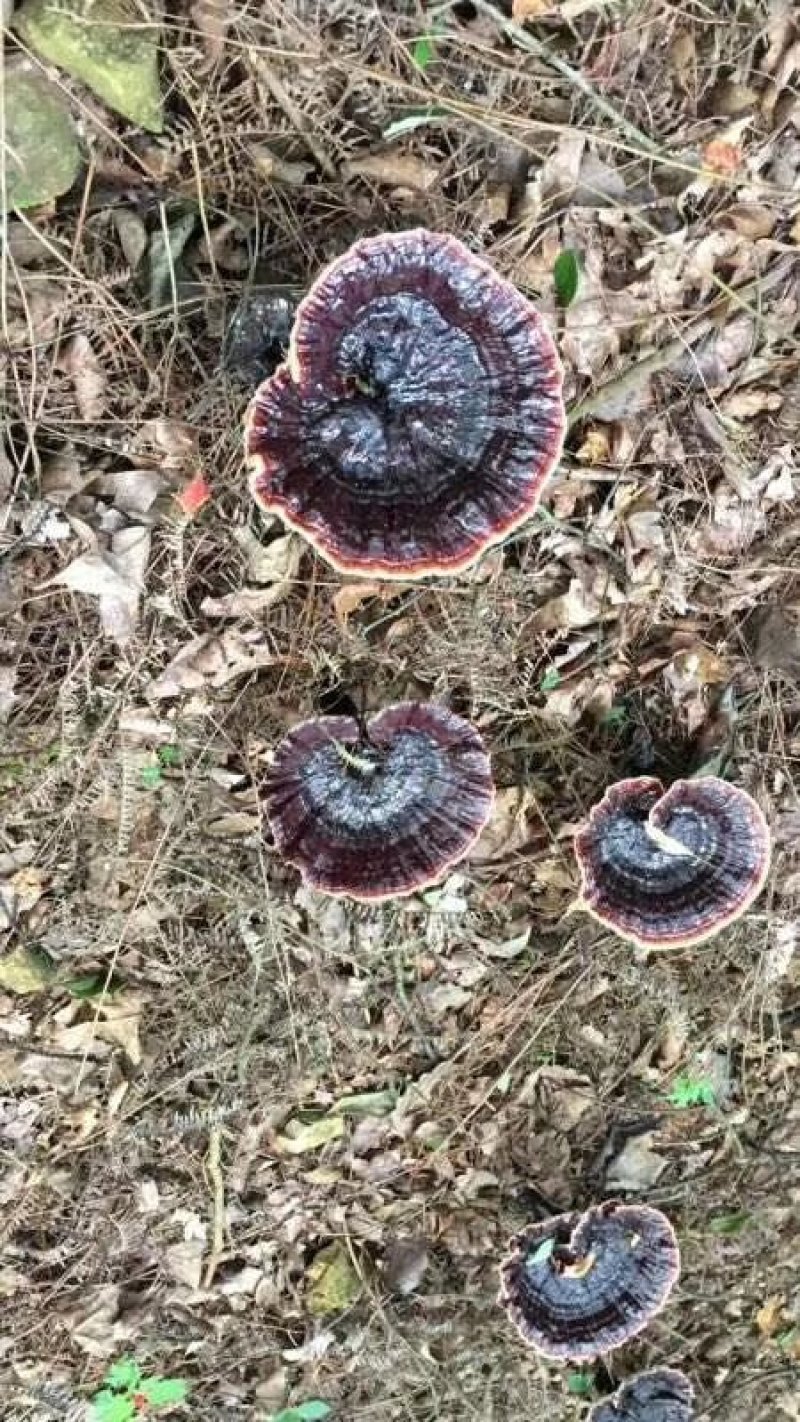原生态森态林金边灵芝大量供应