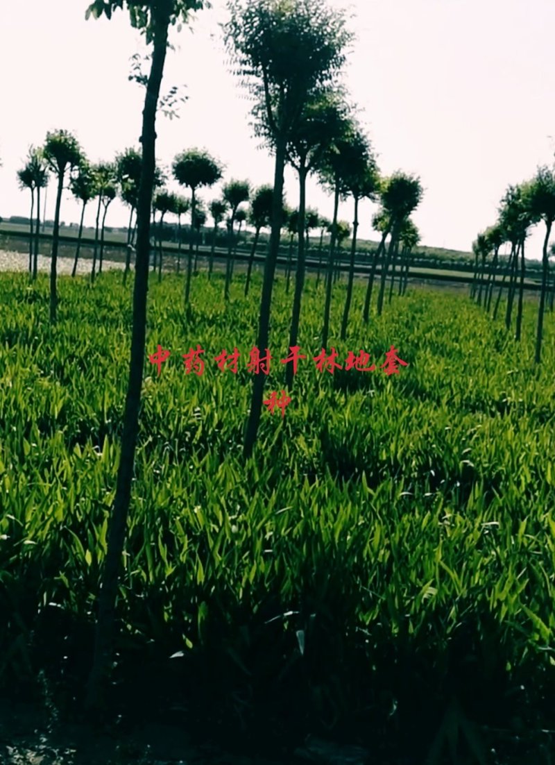 中药材种植。可合作。