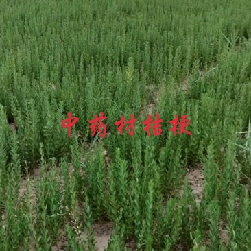 中药材种植。可合作。