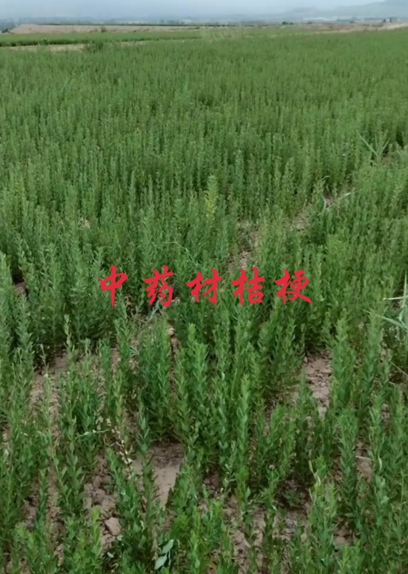 中药材种植。可合作。