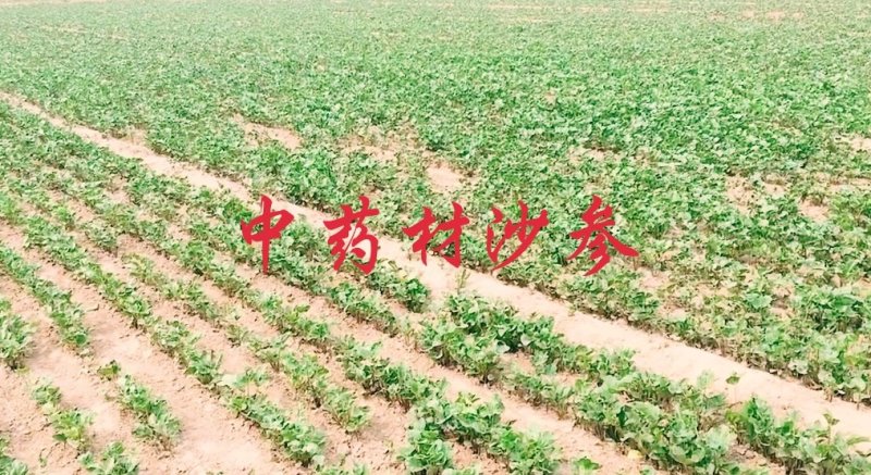 中药材种植。可合作。