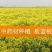 中药材种植。可合作。