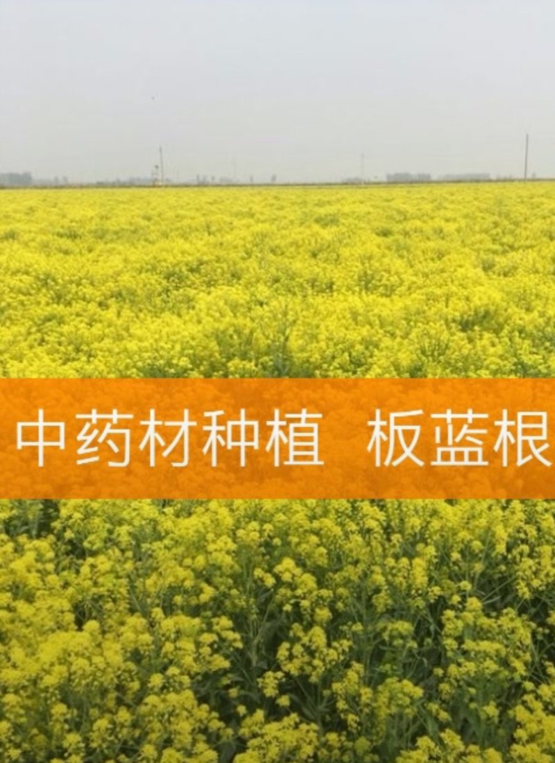 中药材种植。可合作。