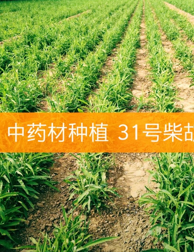 中药材种植。可合作。