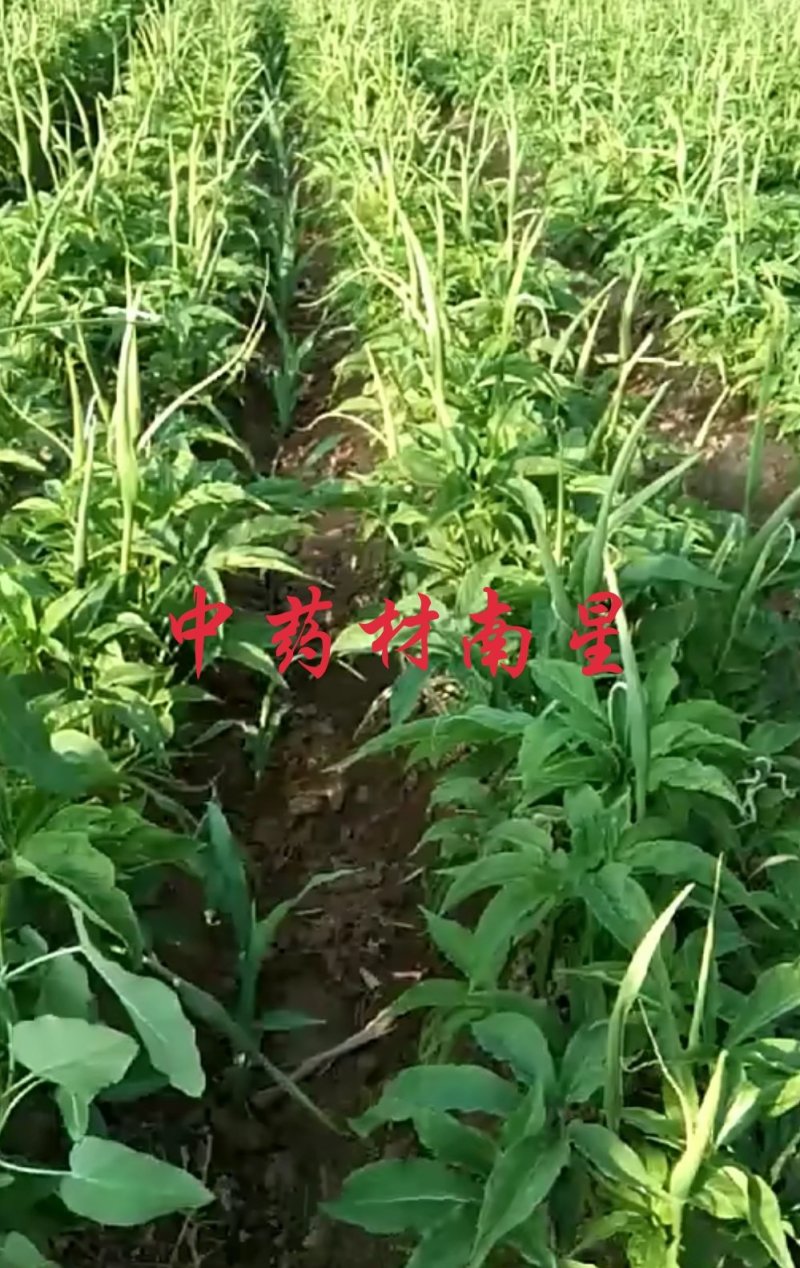 中药材种植。可合作。