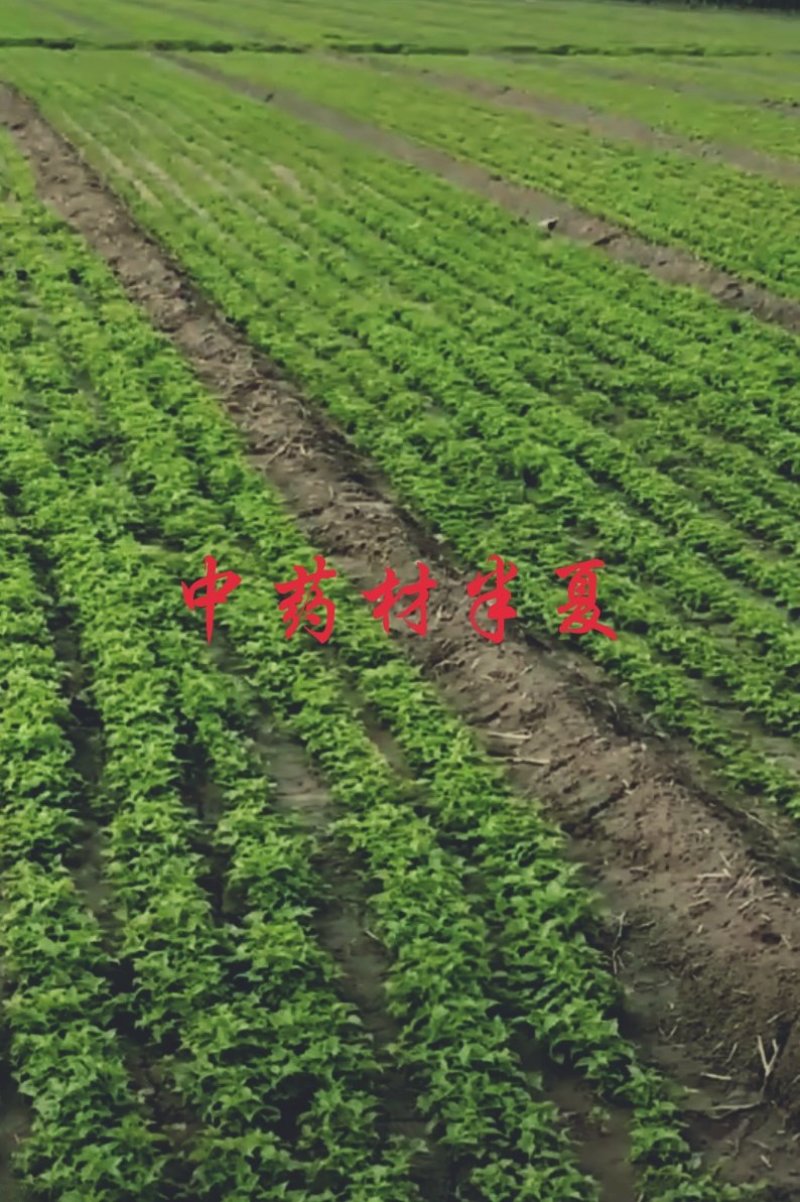 中药材种植。可合作。