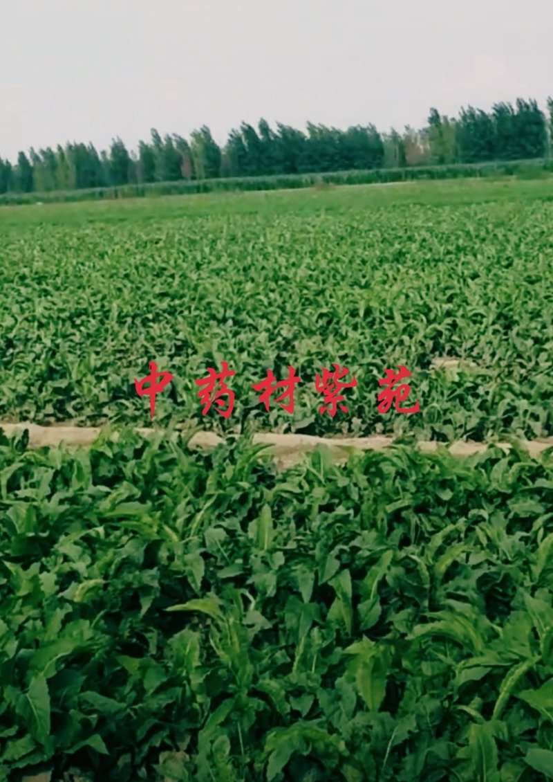 中药材种植。可合作。