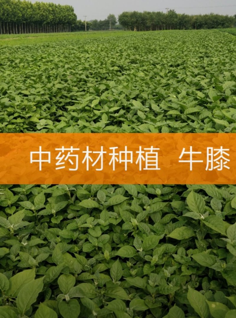 中药材种植。可合作。