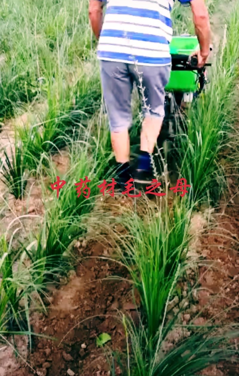 中药材种植。可合作。