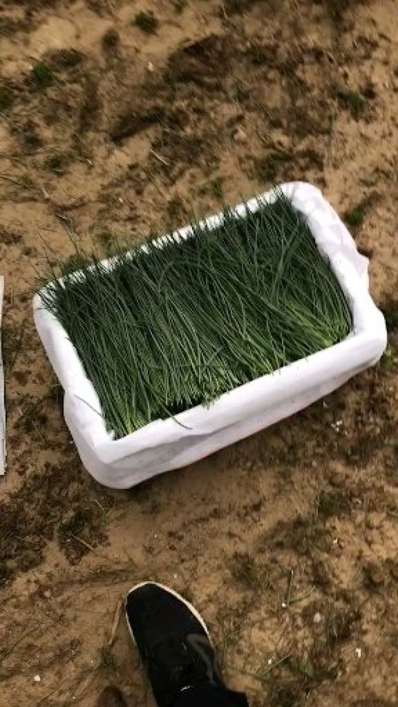 鲜沙葱，内蒙古阿拉善基地，四季供应，欢迎选购