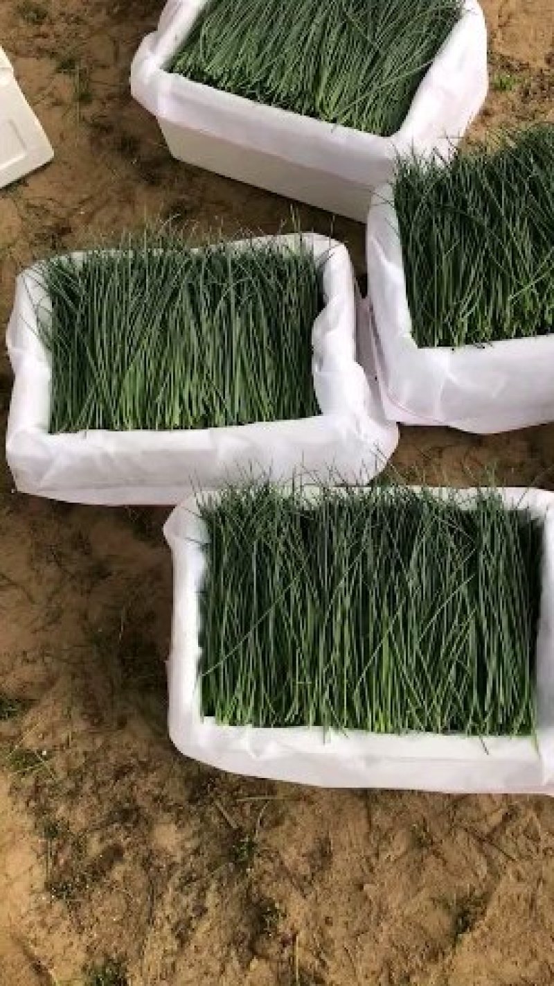 鲜沙葱，内蒙古阿拉善基地，四季供应，欢迎选购