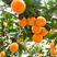 秭归脐橙✔果园直销、现场看货采摘、一手货源、质优价美