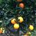 秭归脐橙✔果园直销、现场看货采摘、一手货源、质优价美
