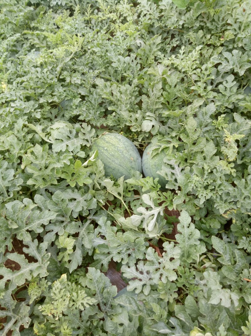 龙卷风西瓜大量上市，之播瓜口感好