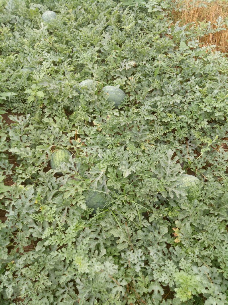 龙卷风西瓜大量上市，之播瓜口感好