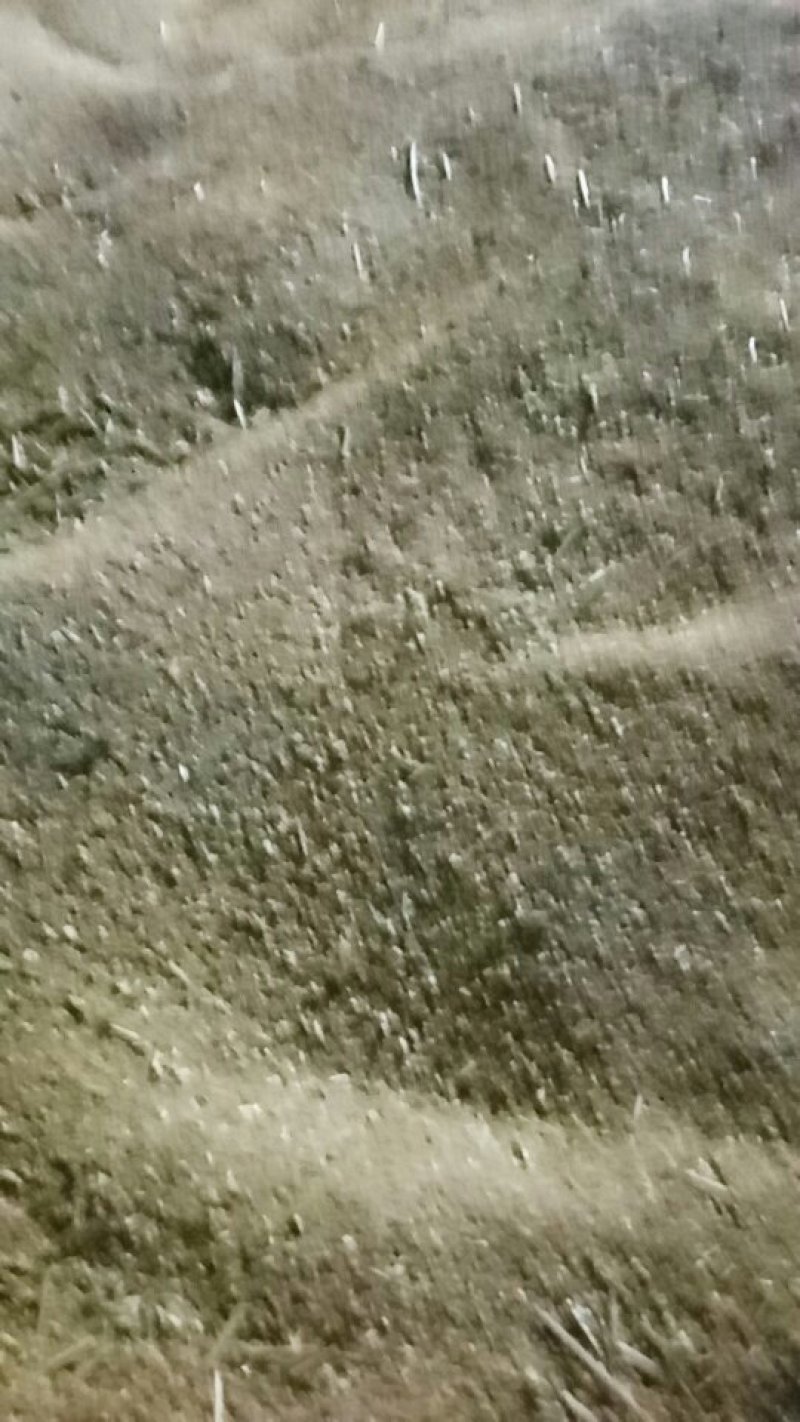 出售小麦