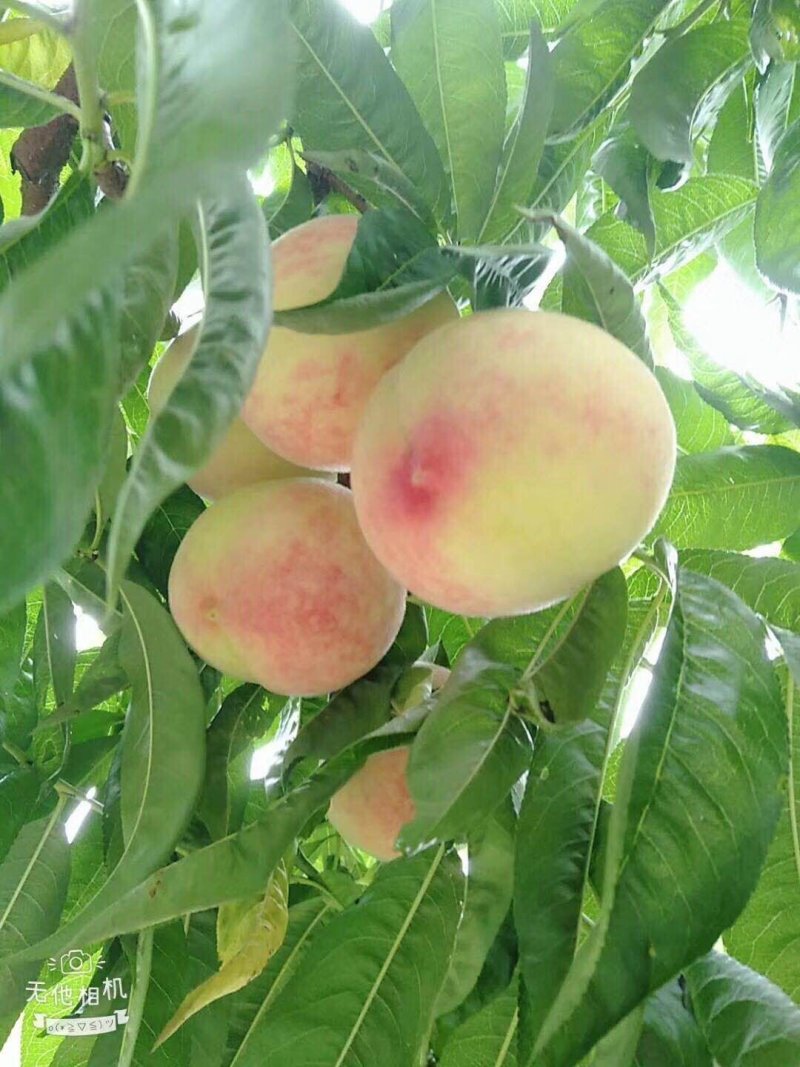 白凤桃桃子脆桃毛桃早风脆桃皮球桃社区对接