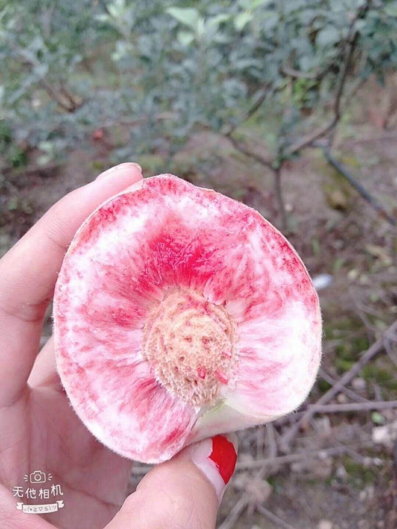 白凤桃桃子脆桃毛桃早风脆桃皮球桃社区对接