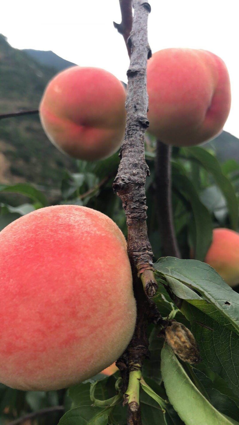 白凤桃桃子脆桃毛桃早风脆桃皮球桃社区对接