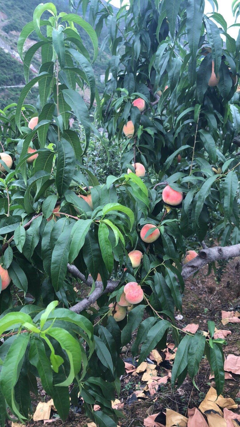 白凤桃桃子脆桃毛桃早风脆桃皮球桃社区对接