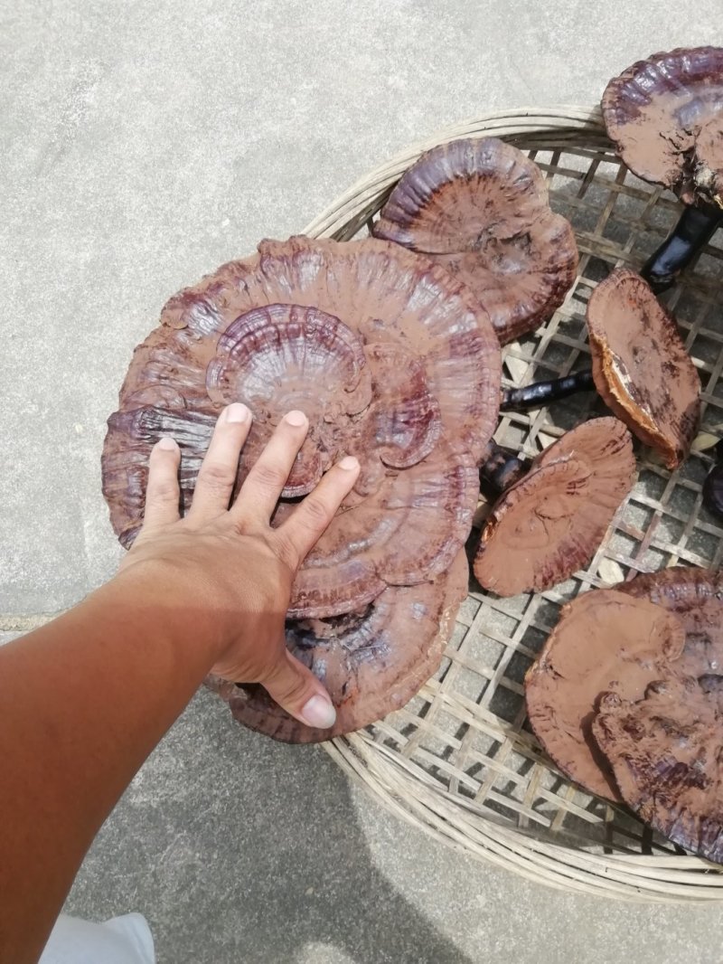 野生灵芝