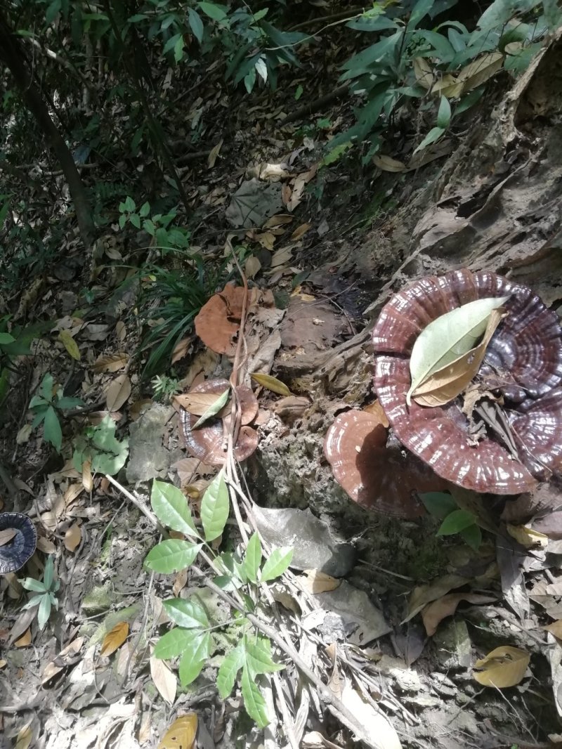野生灵芝