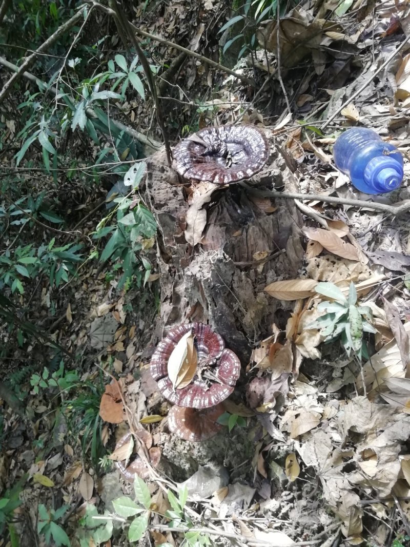 野生灵芝