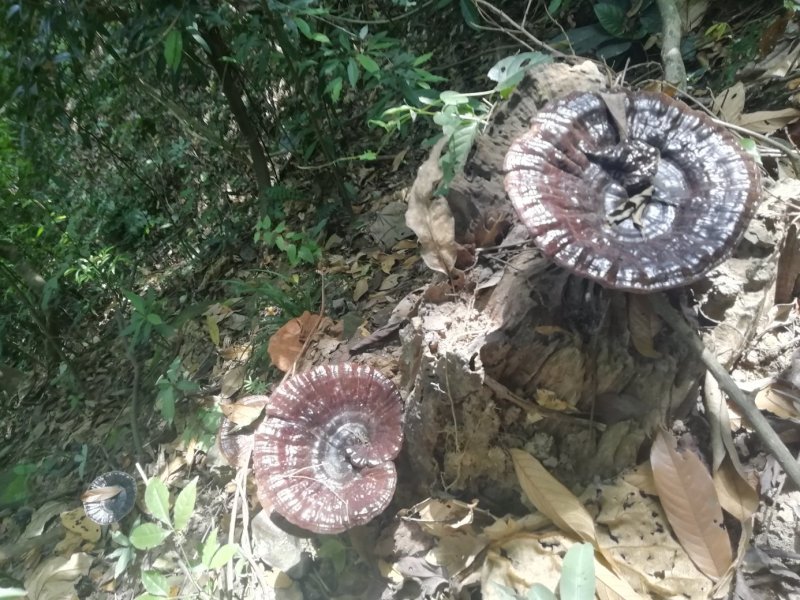 野生灵芝