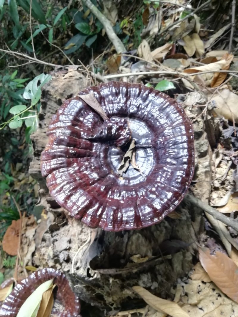野生灵芝