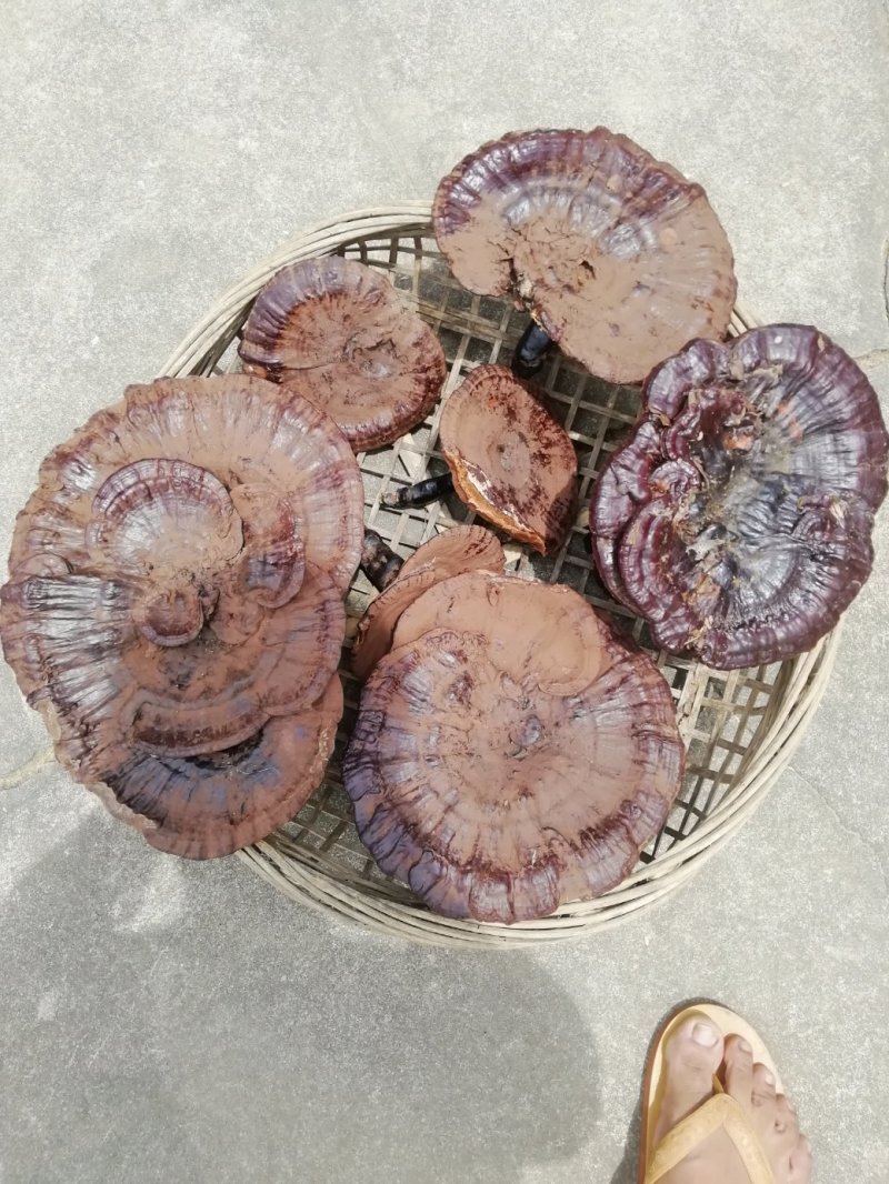 野生灵芝