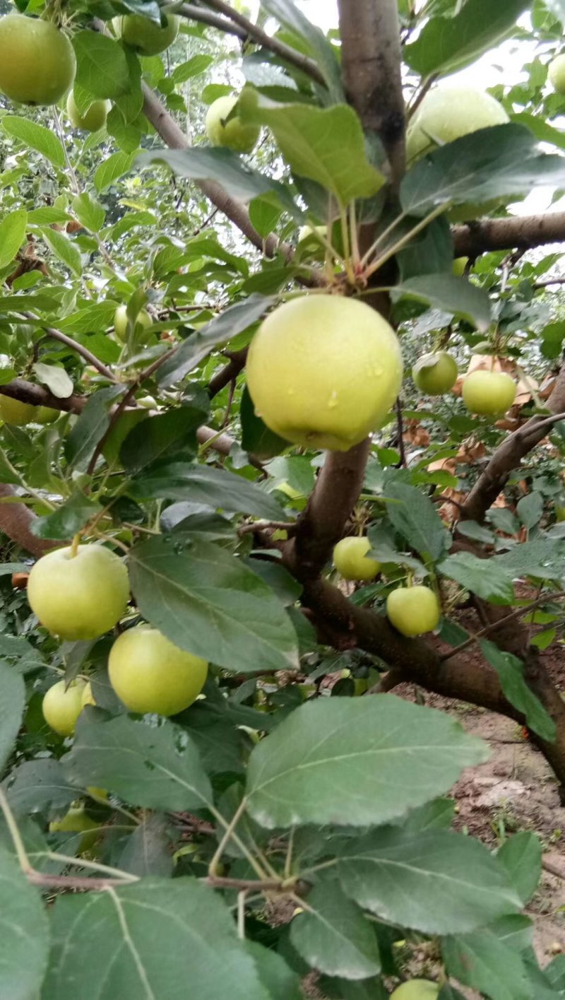 青嘎啦苹果大量上市需要的客户可以联系我质量美美的