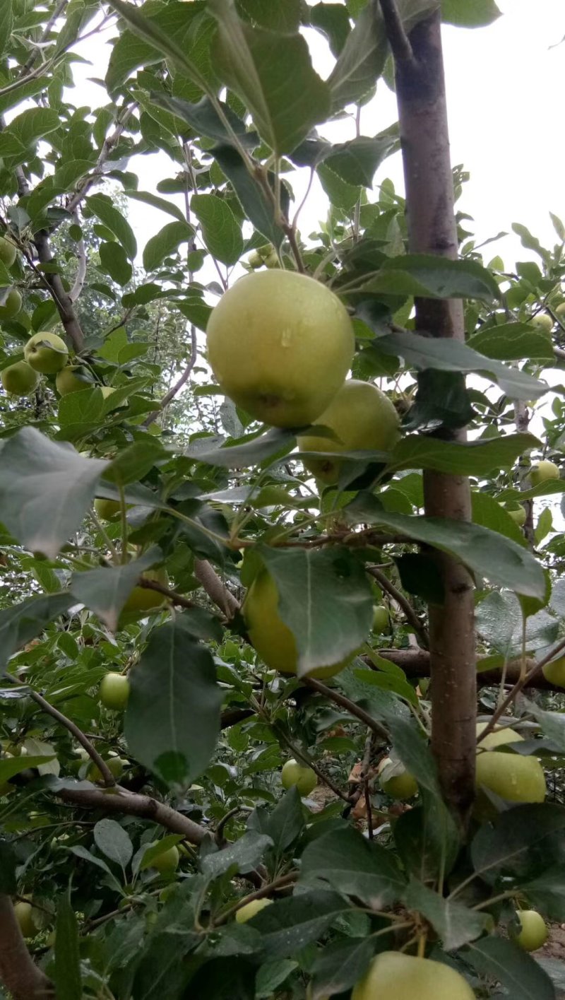 青嘎啦苹果大量上市需要的客户可以联系我质量美美的