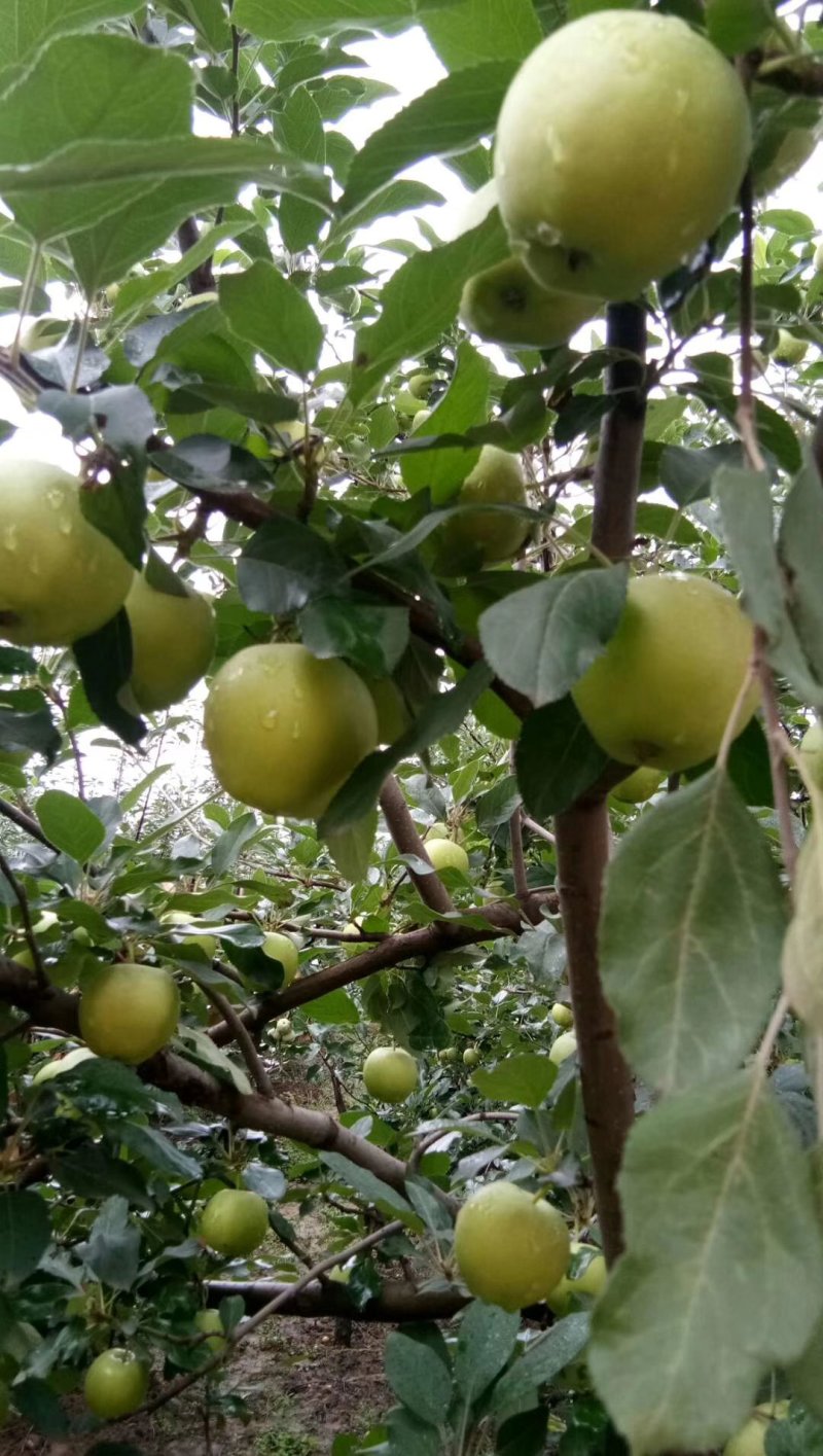 青嘎啦苹果大量上市需要的客户可以联系我质量美美的