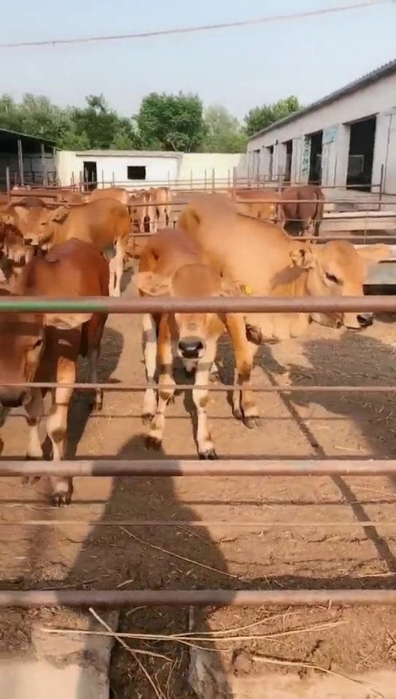 🐮黄牛牛犊🐮包运输，包成活，包回收...