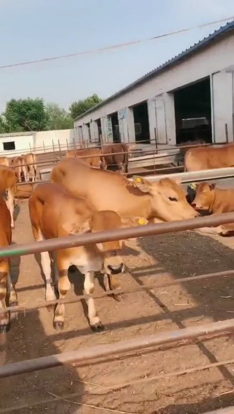 🐮黄牛牛犊🐮包运输，包成活，包回收...
