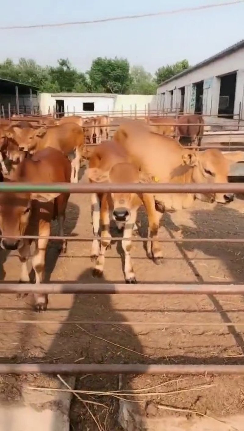 🐮黄牛牛犊🐮包运输，包成活，包回收...