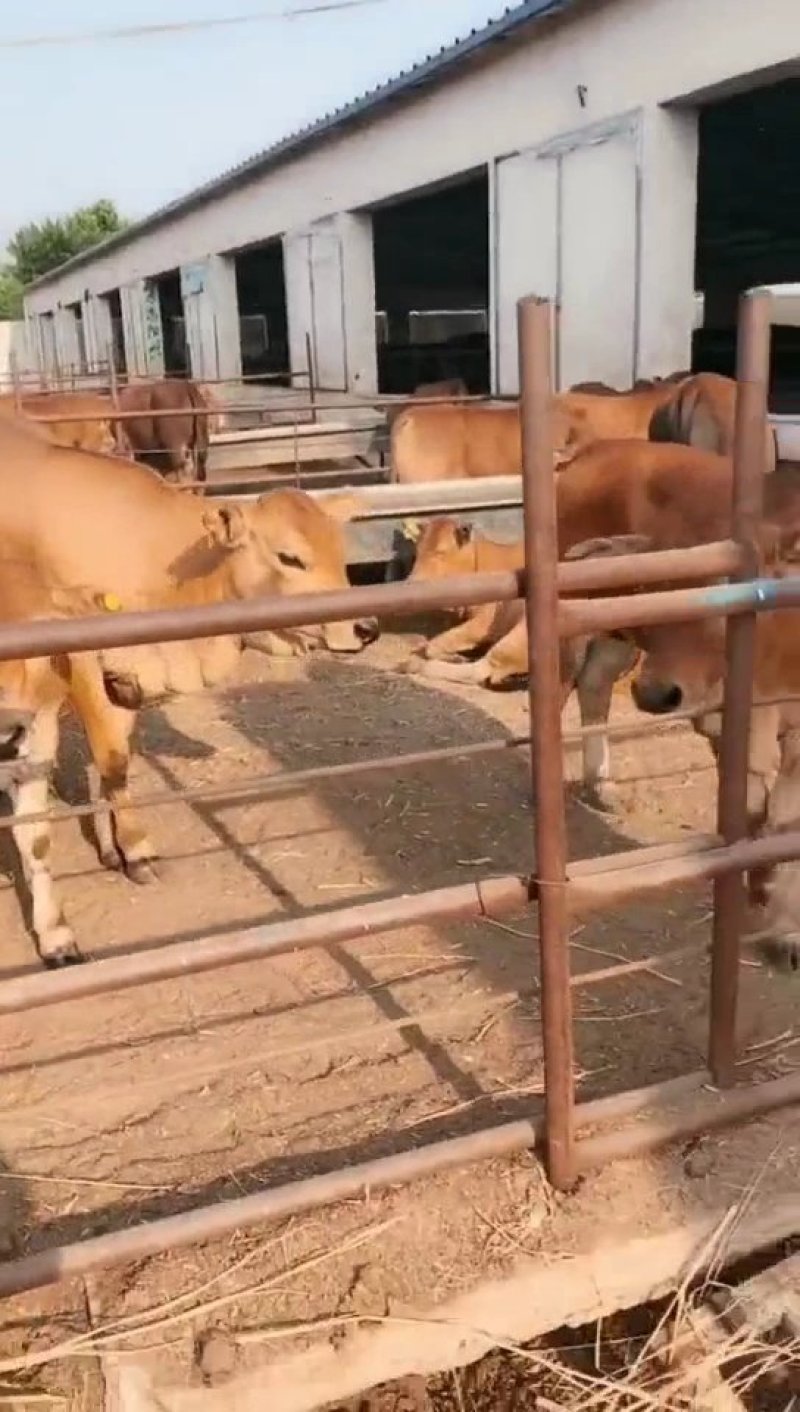 🐮黄牛牛犊🐮包运输，包成活，包回收...